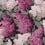 Papeles pintados panorámico Lilac Grandiflora Cole and Son Rose/Magenta 115/15045 pack 2 rouleaux