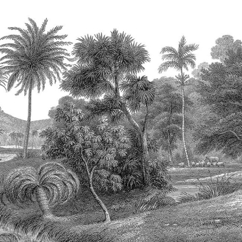 Papeles pintados panorámico Jungle Land