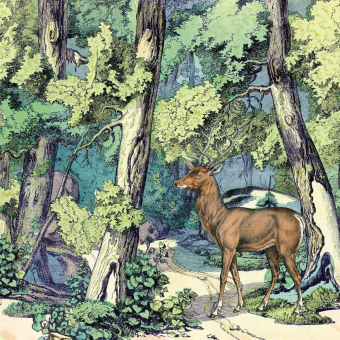 Papeles pintados panorámico Fond de Forêt et Cerf