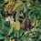 Papeles pintados panorámico Figs and Dates Mindthegap Dark WP20517