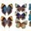 Papeles pintados panorámico Butterflies Mix 3 Curious Collections Bleu Roi CC-butterflies-mix-3