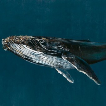 Papeles pintados panorámico Humpback Whale