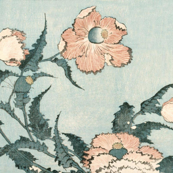 Papeles pintados panorámico Fleur de pavot dans la brise