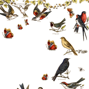 Papeles pintados panorámico Oiseaux de nos Campagnes