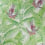 Papel pintado Sunbird Matthew Williamson Kiwi W6543-02