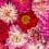 Papier peint panoramique Pink Delight Dahlias Curious Collections Pink delight CC-pink-delight