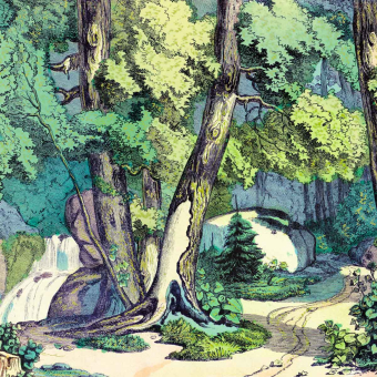 Papeles pintados panorámico Fond de Forêt