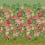 Carta da parati panoramica Fleurs d'Artistes Designers Guild Terracotta PDG1170/02