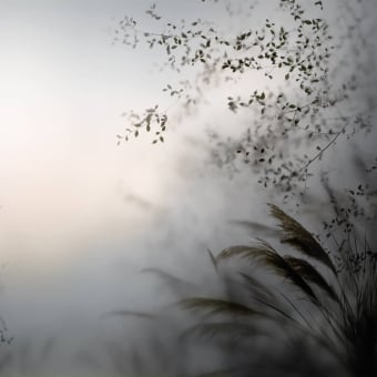 Papeles pintados panorámico Pampas dans la Brume