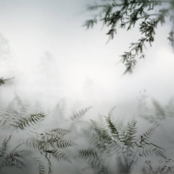 Papeles pintados panorámico Orée de Forêt dans la Brume