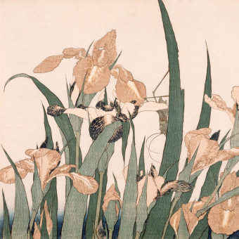 Papeles pintados panorámico Iris et sauterelle