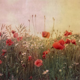 Panoramatapete Poppy Field