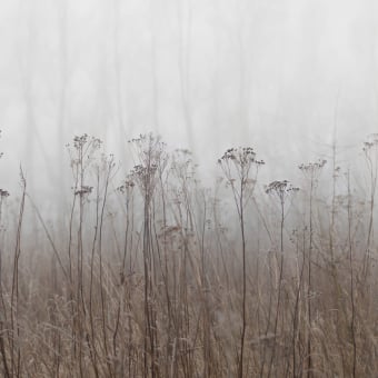 Panoramatapete Autumn Haze