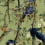 Papier peint panoramique Birds of Danube Mindthegap Jungle WP20715