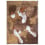 Lion Rug Nodus Fauve lion_280x350